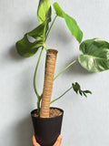 Monstera Deliciosa