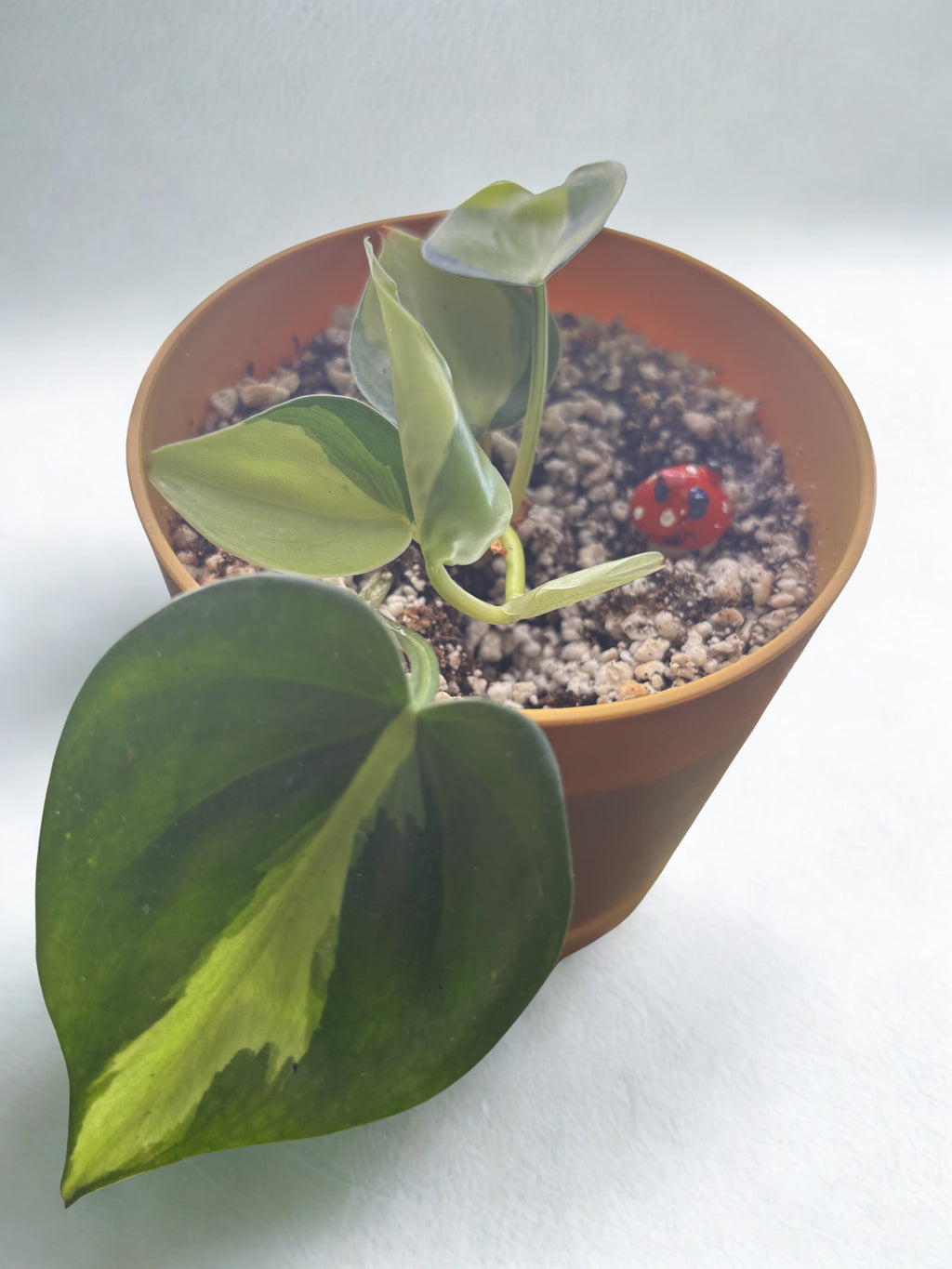 ‘Heartleaf’ Philodendron