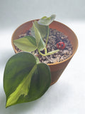 ‘Heartleaf’ Philodendron