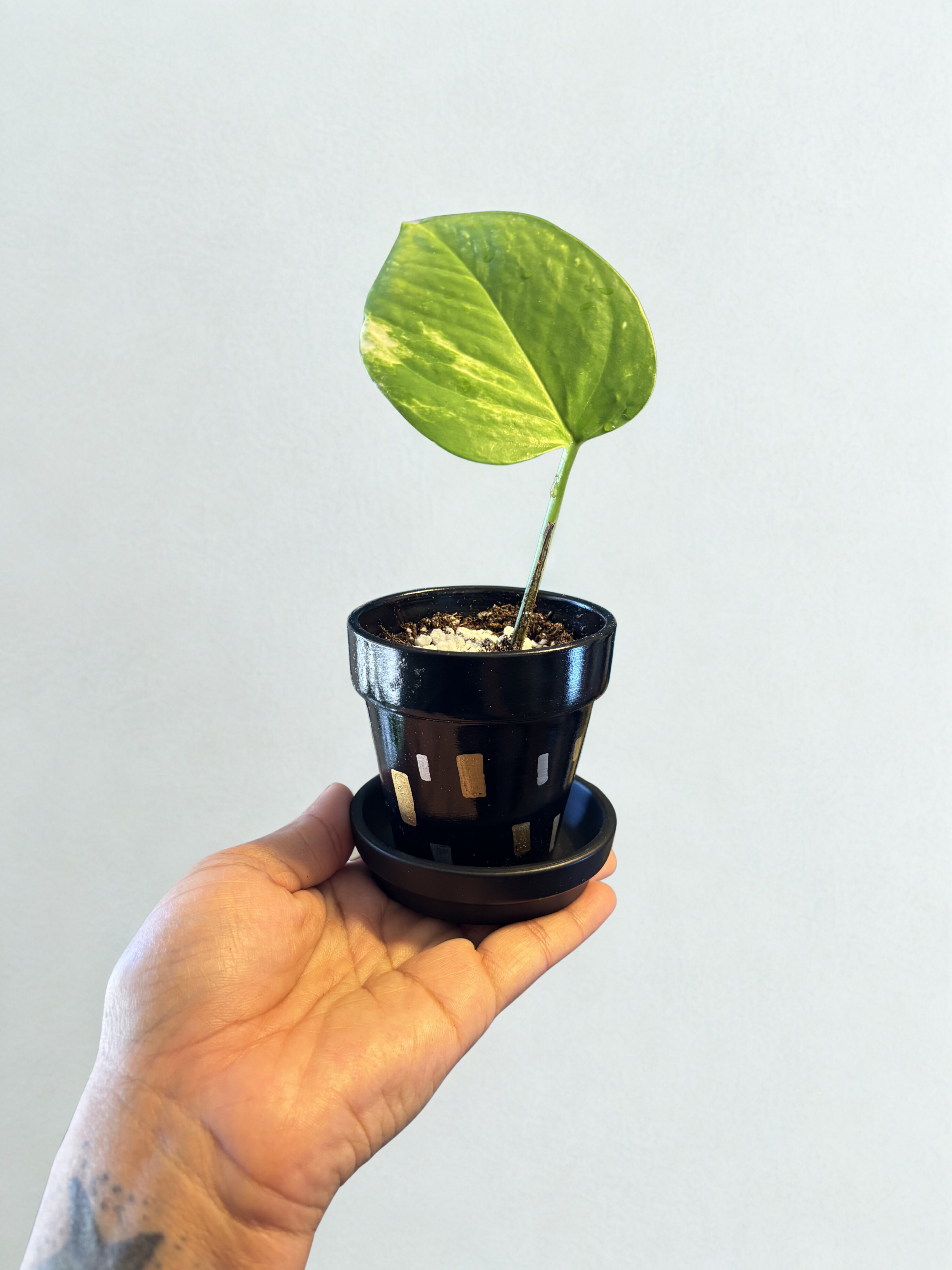 Golden Pothos in Hand Painted Pot