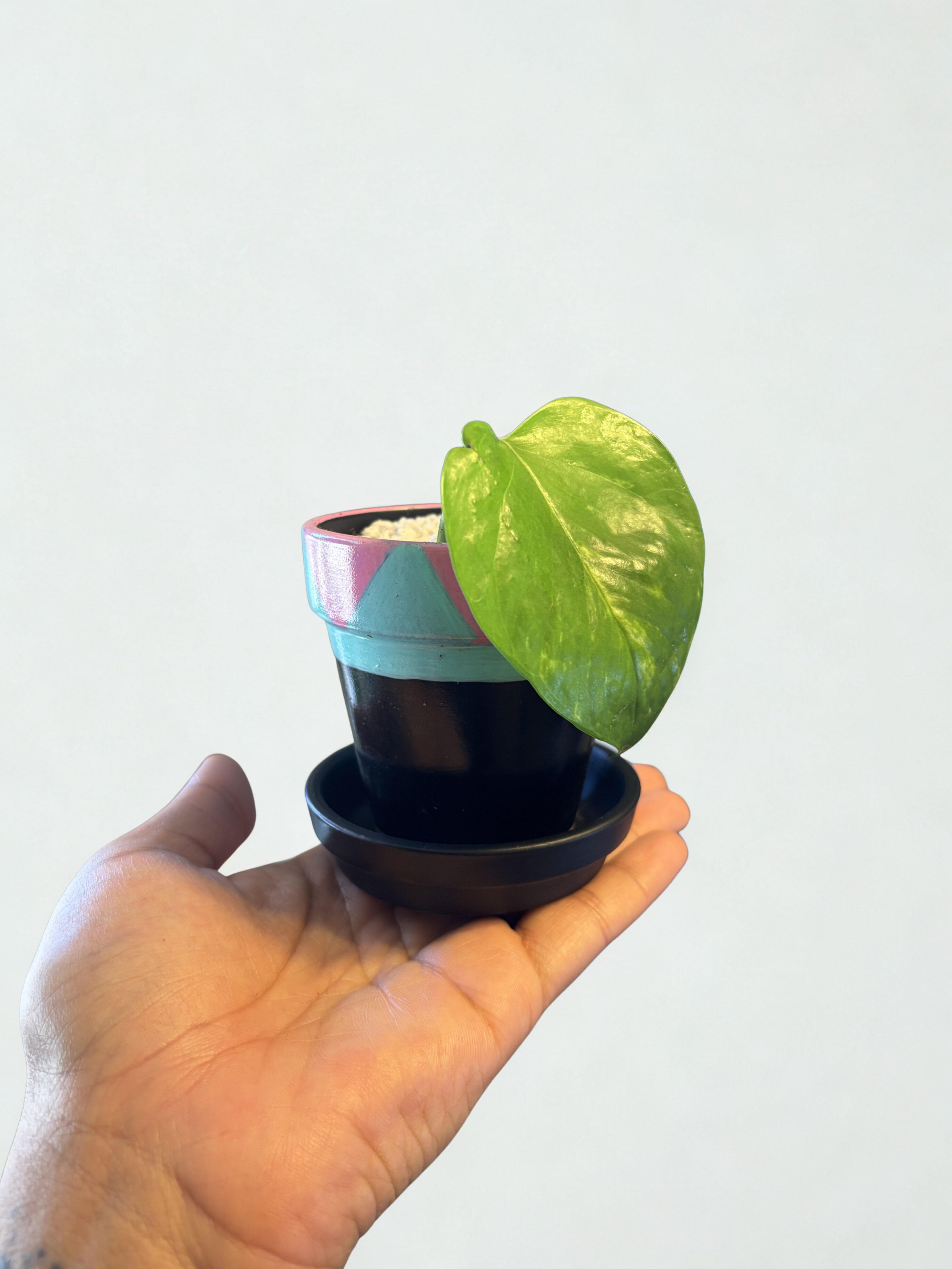 Golden Pothos in Hand Painted Pot