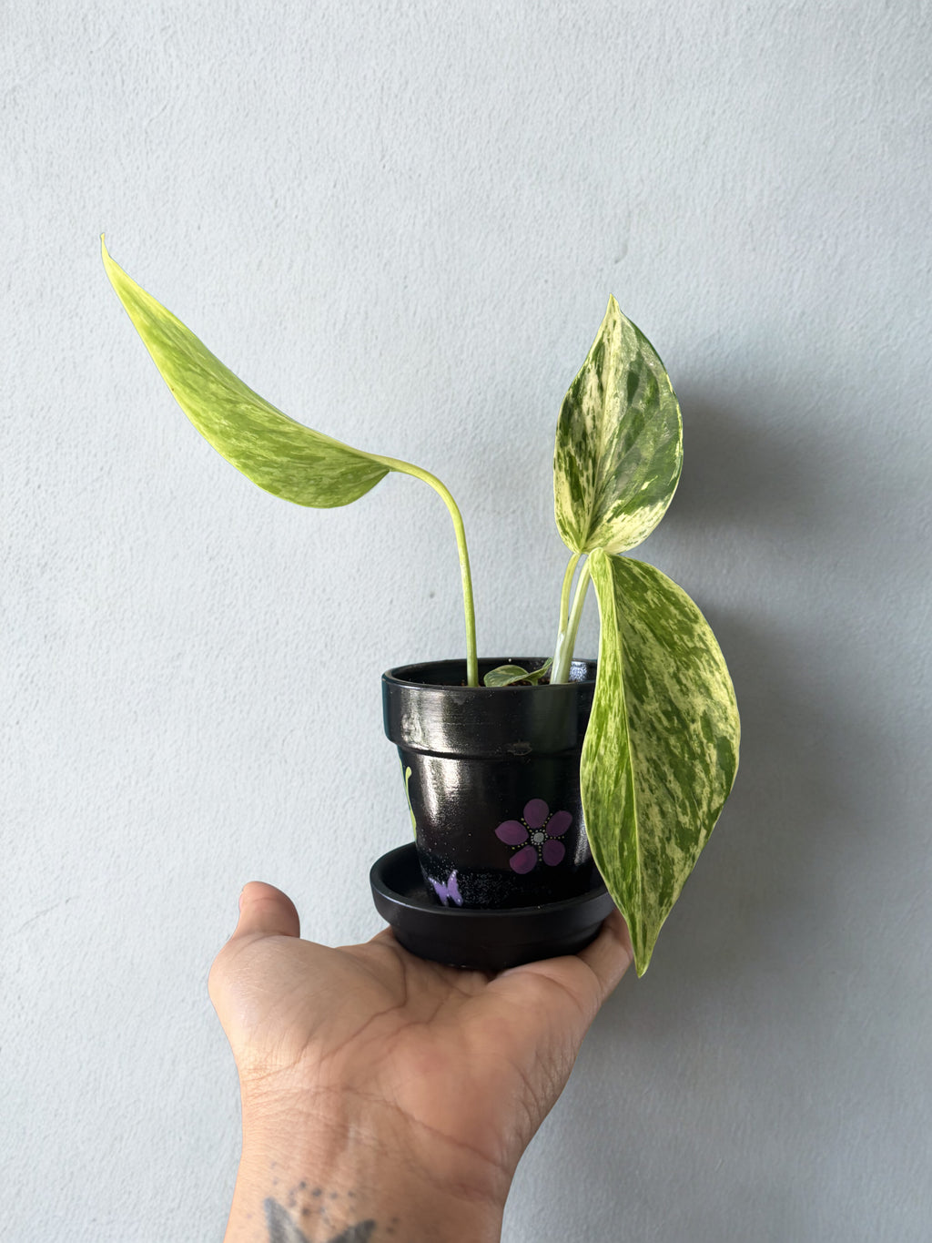 ‘Marble Queen’ pothos