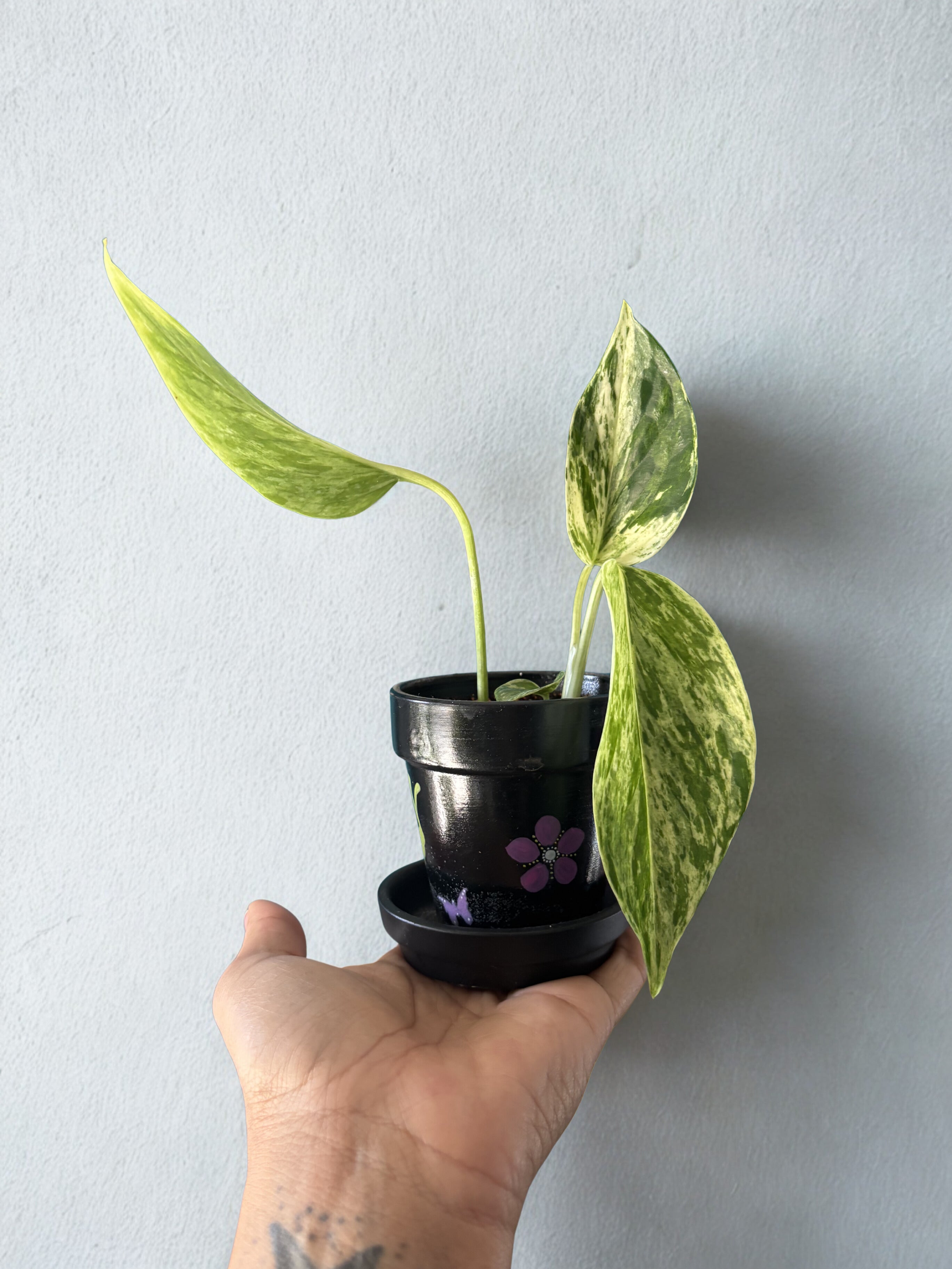 ‘Marble Queen’ pothos