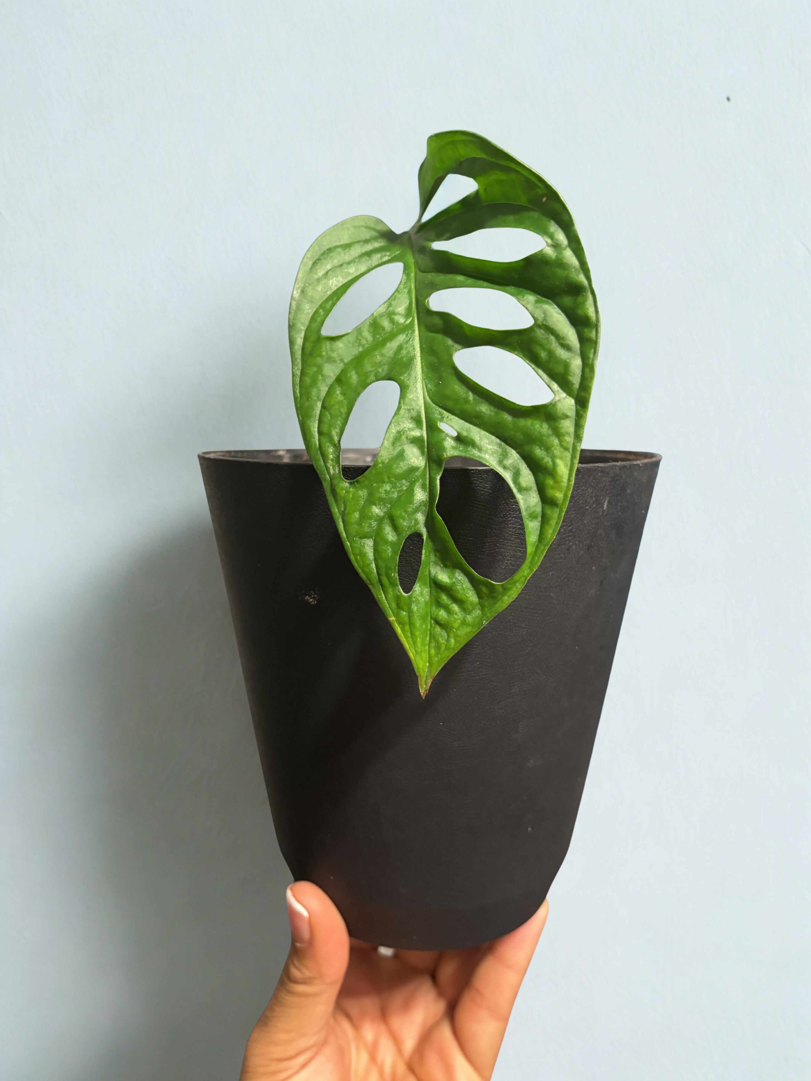 Monstera obliqua (Swiss Cheese)