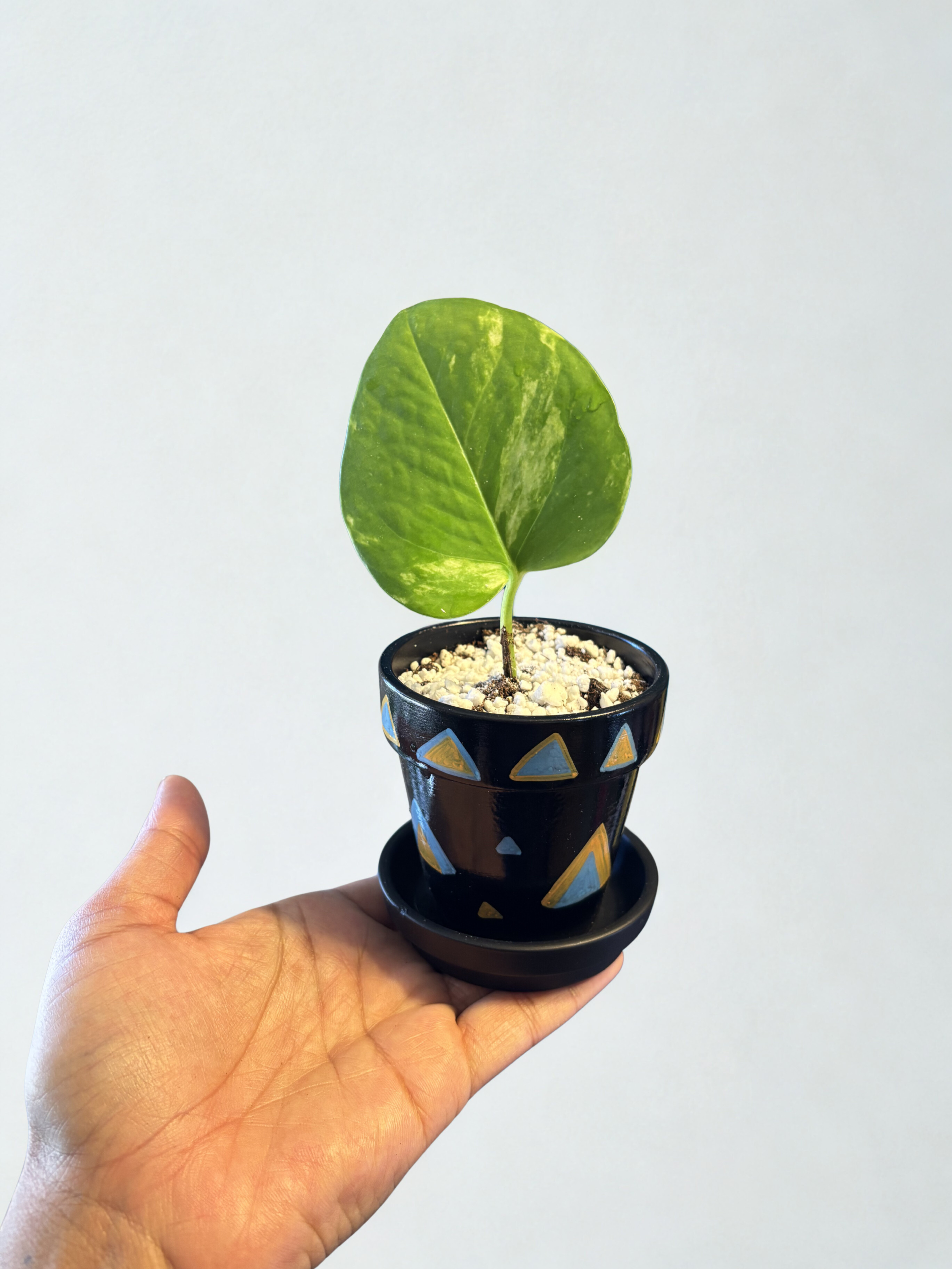 Golden Pothos in Hand Painted Pot