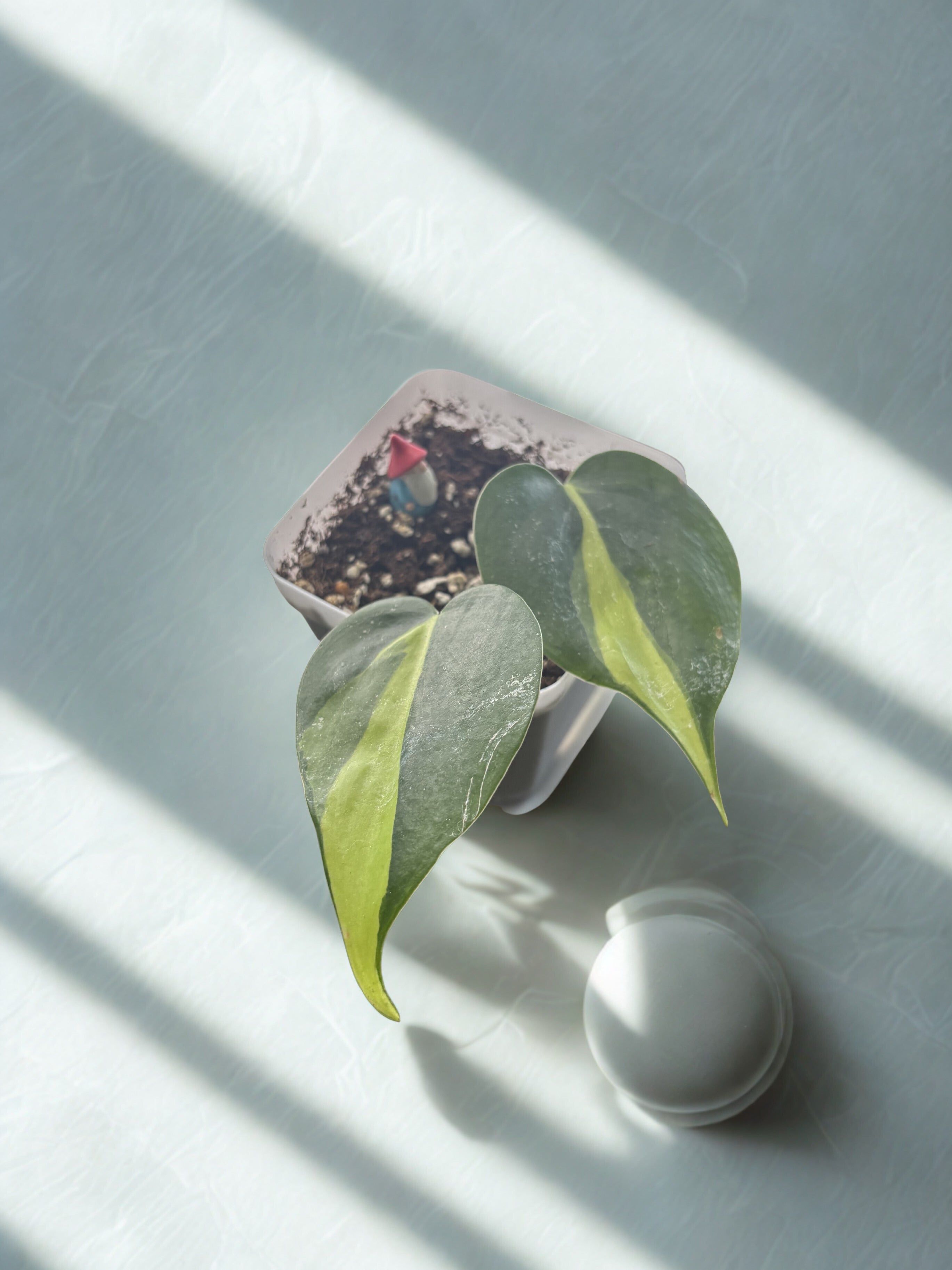 ‘Heartleaf’ Philodendron