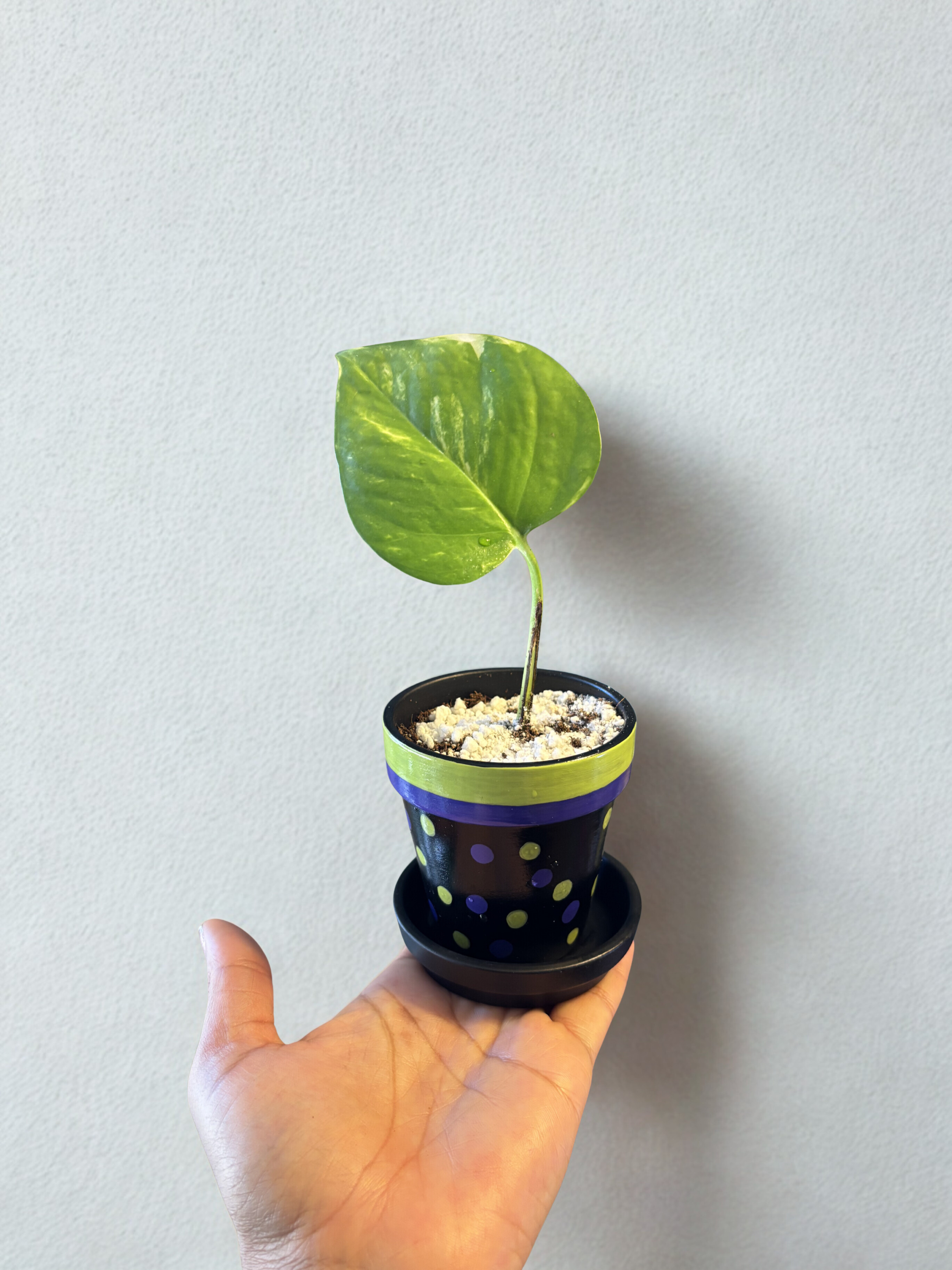 Golden Pothos in Hand Painted Pot