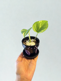 Golden Pothos in Hand Painted Pot