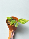 Three Plant Combo