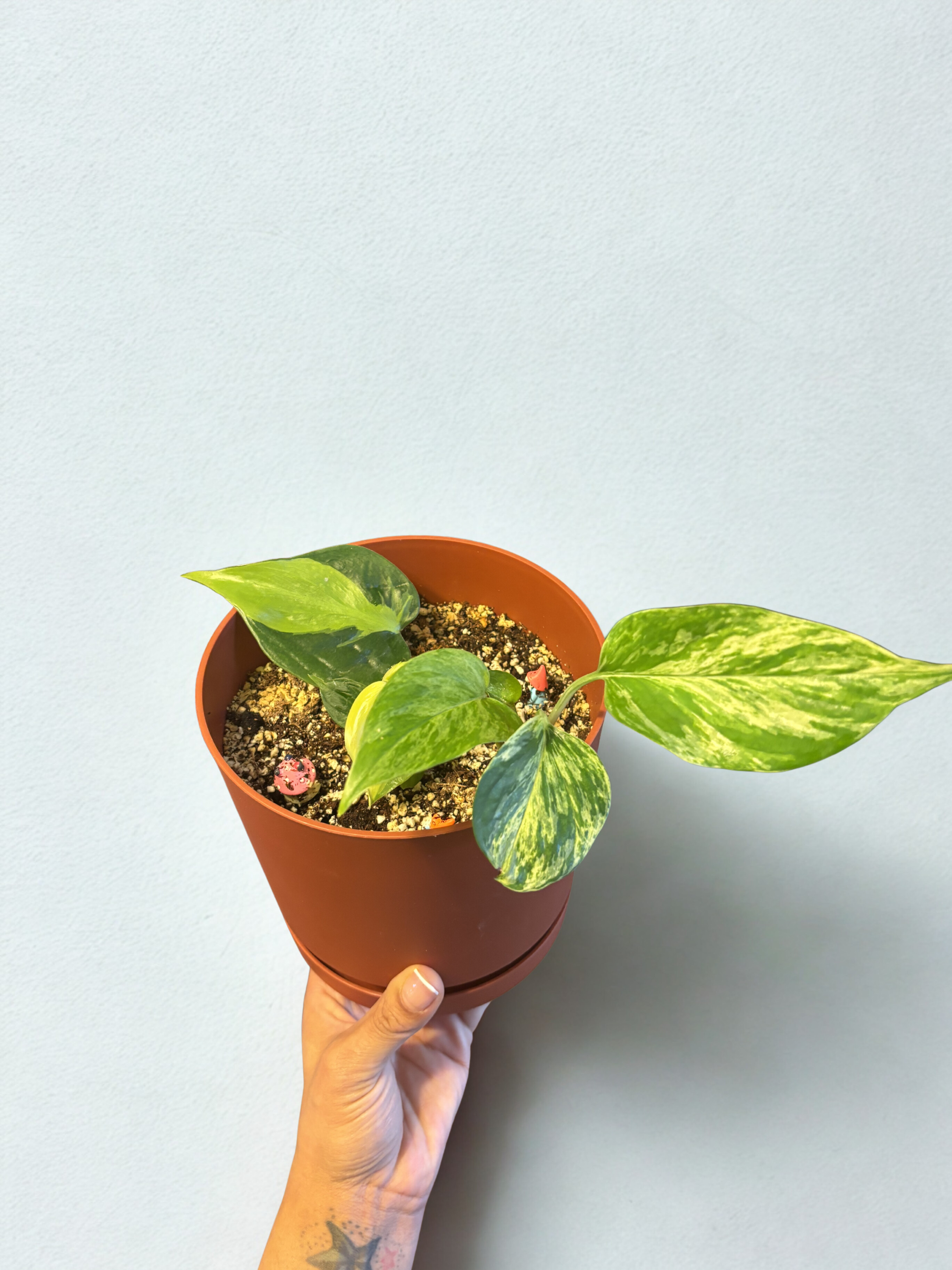 Three Plant Combo