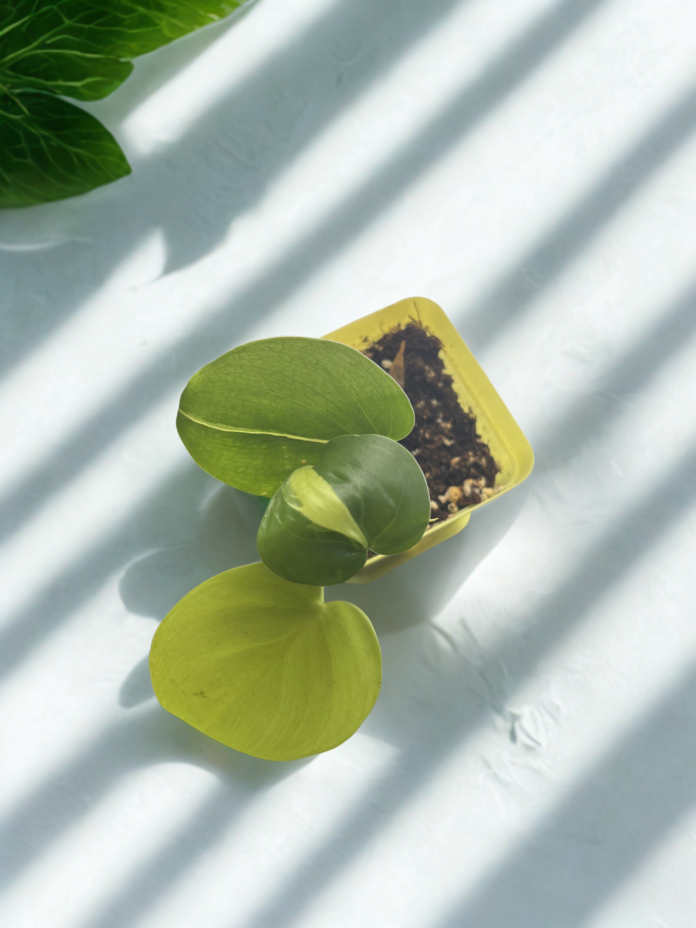 ‘Heartleaf’ Philodendron