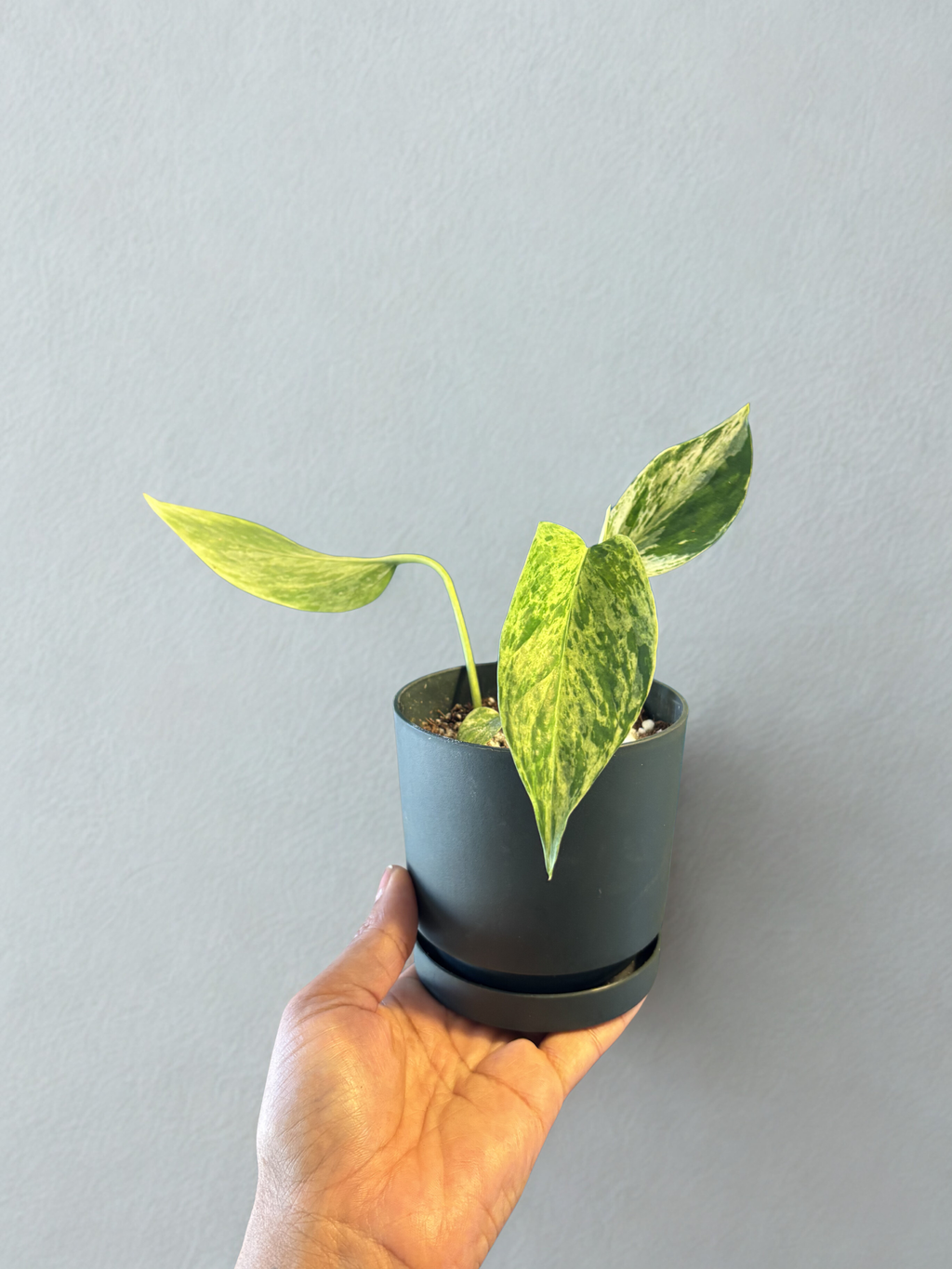 ‘Marble Queen’ pothos